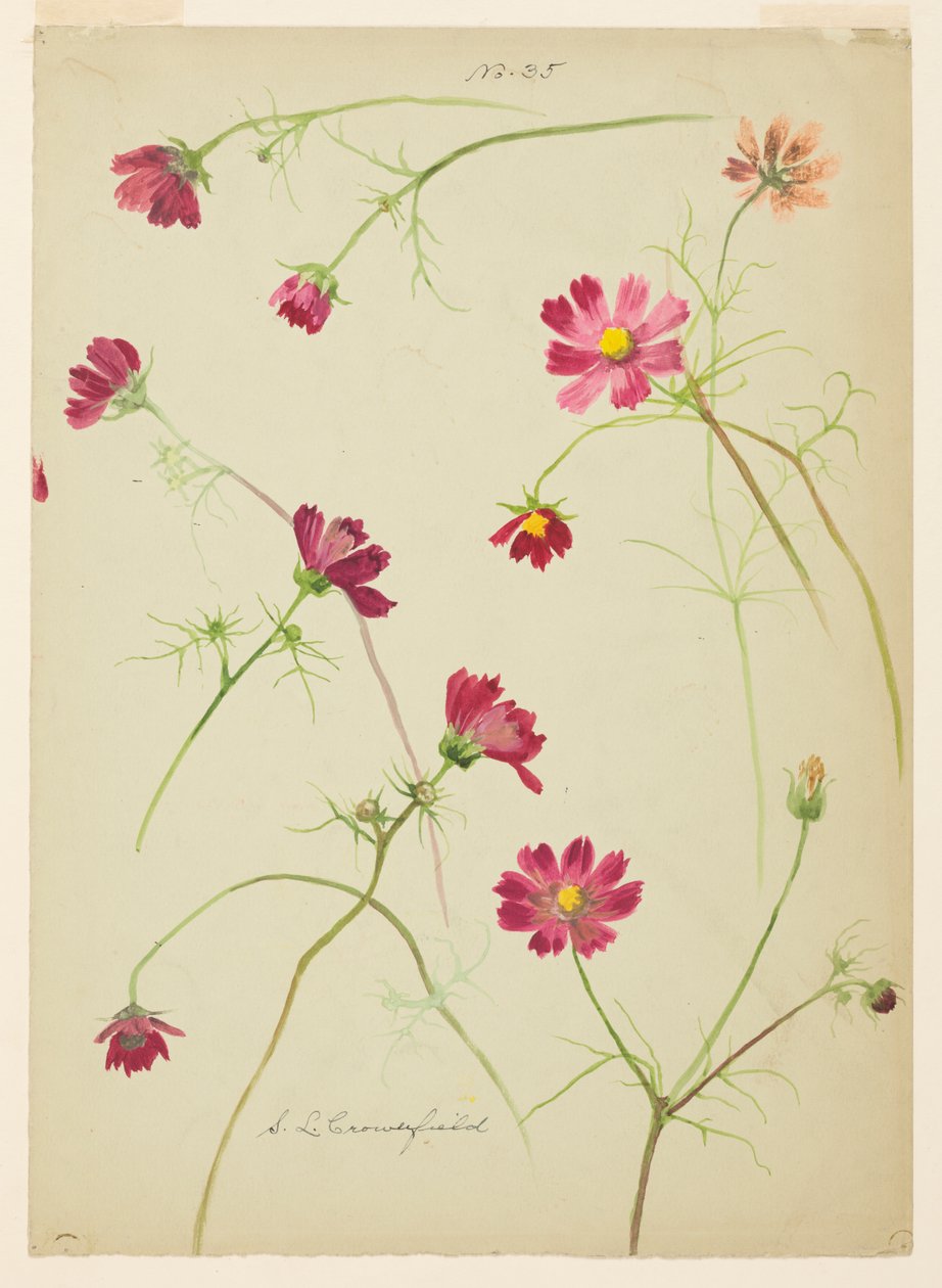 Studie af Cosmos af Sophia L. Crownfield