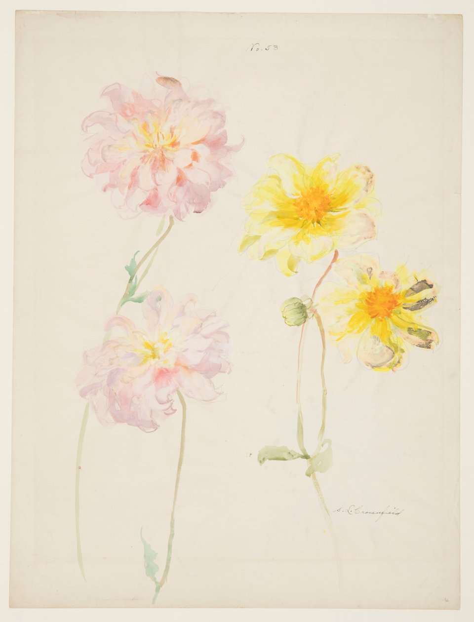 Studie af Dahliaer af Sophia L. Crownfield