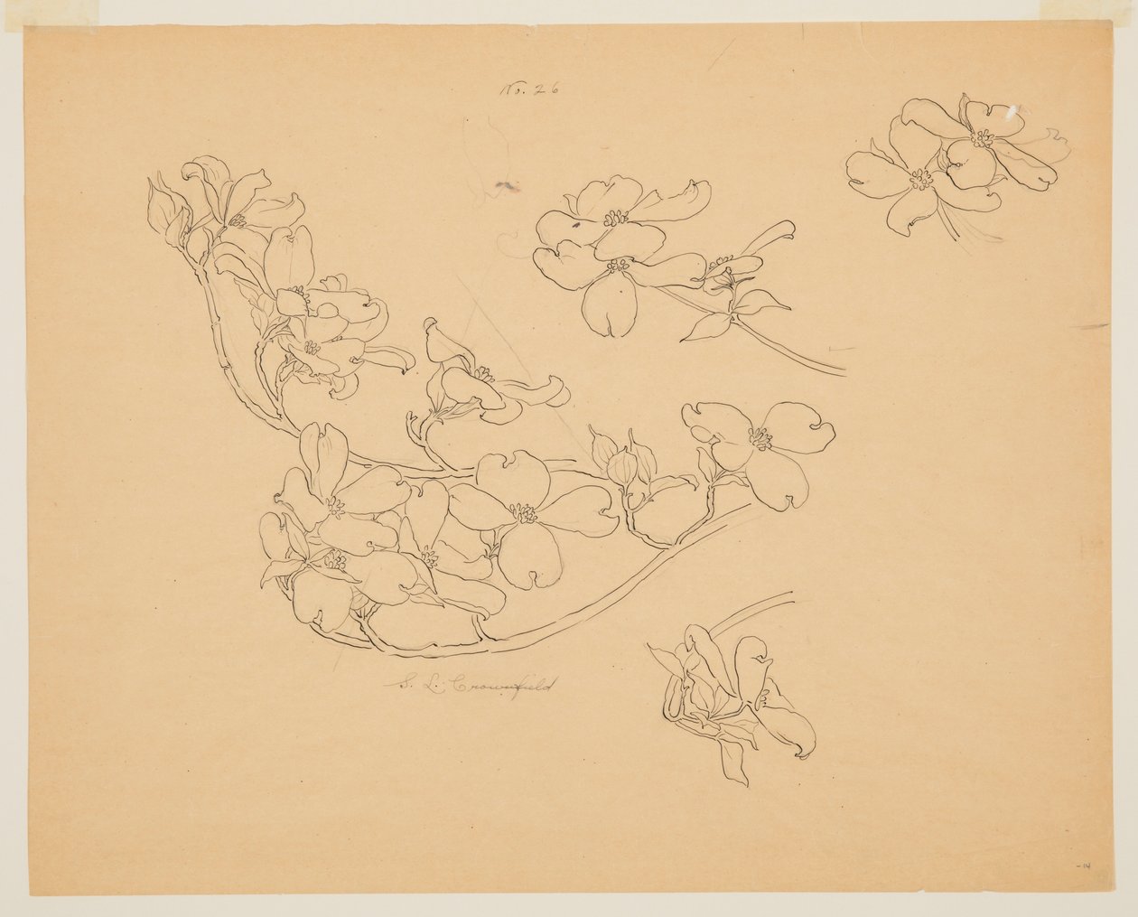 Studie af Kornel af Sophia L. Crownfield