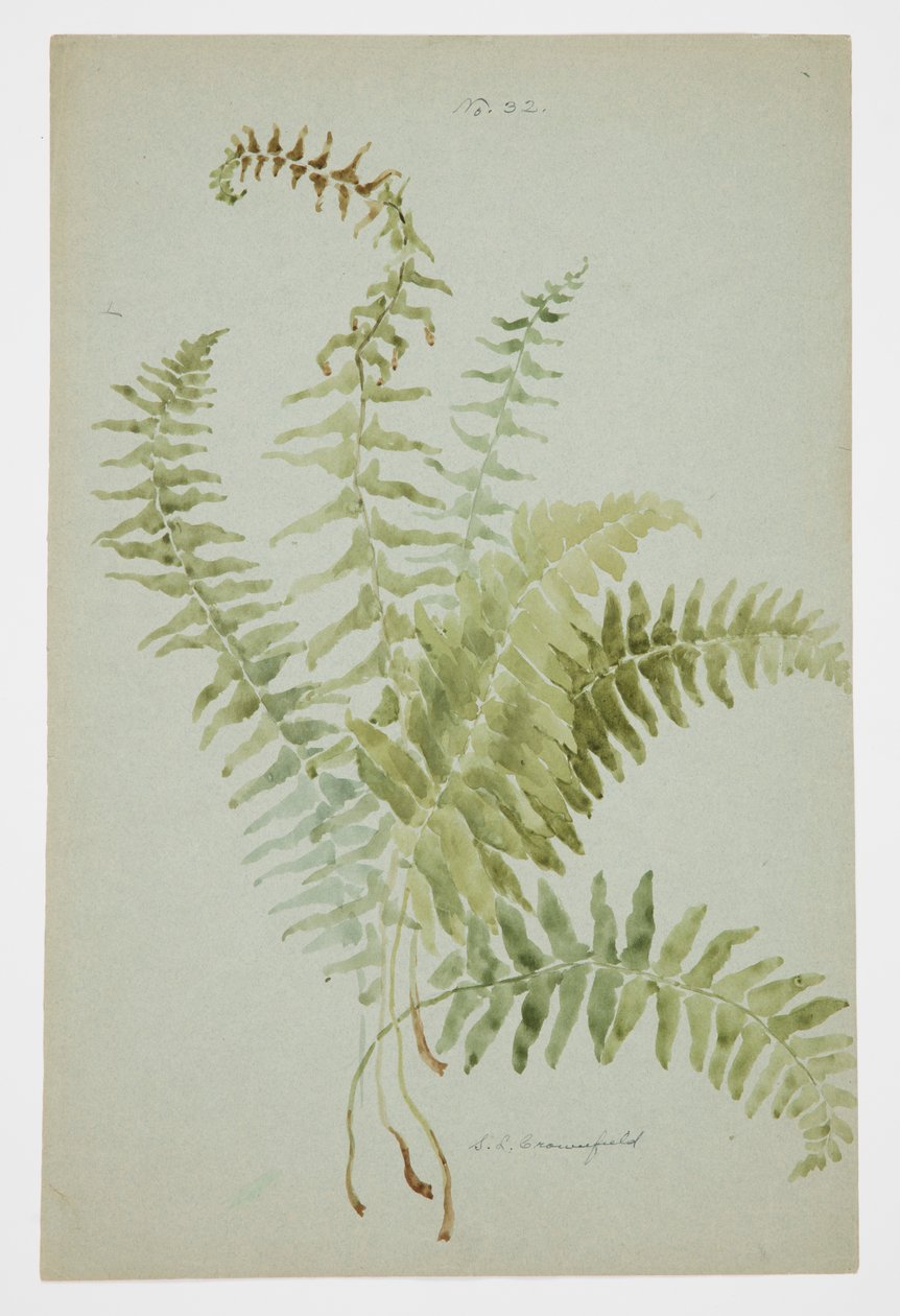 Studie af Fern af Sophia L. Crownfield