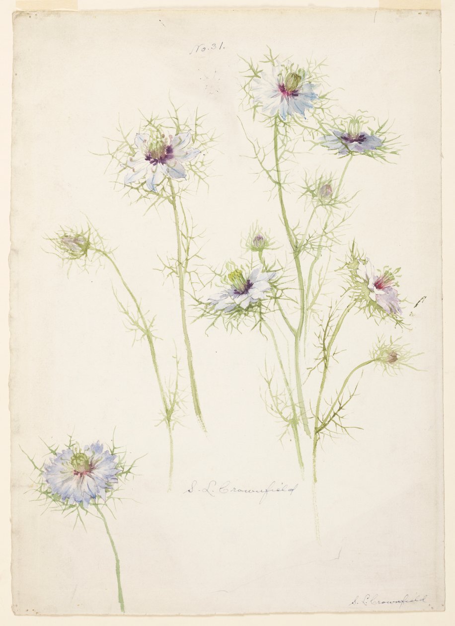 Studie af Love-in-a-mist af Sophia L. Crownfield