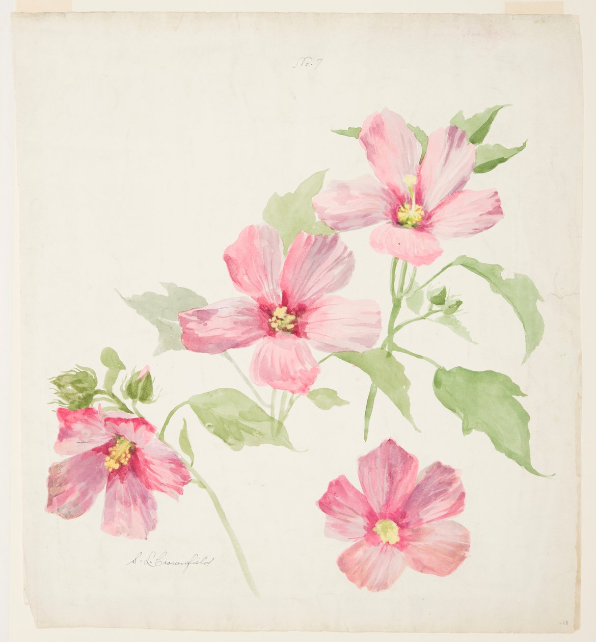 Studie af Mallow af Sophia L. Crownfield