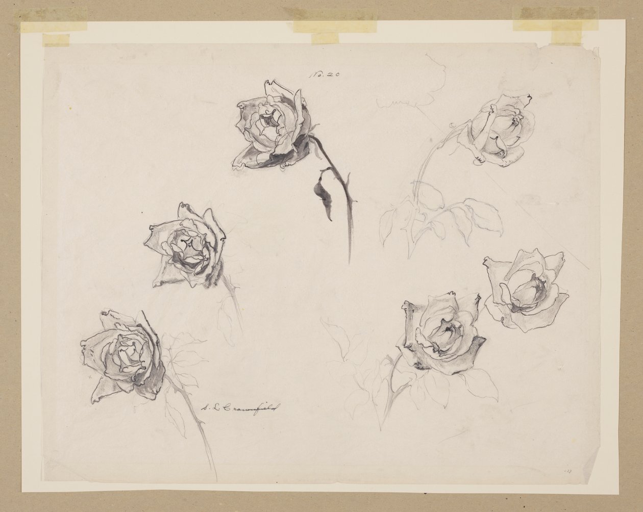 Studie af roser af Sophia L. Crownfield