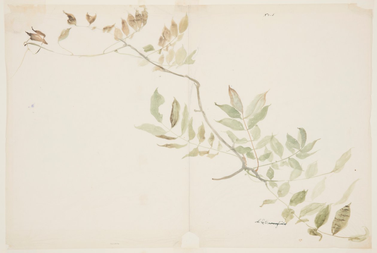 Undersøgelse af Wisteria-løv af Sophia L. Crownfield