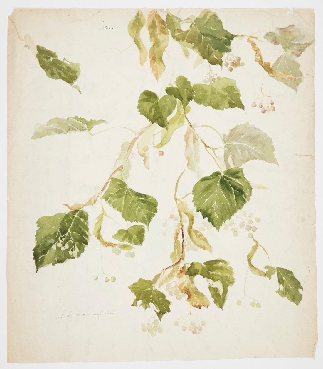 Studie af en Linden-gren af Sophia L. Crownfield