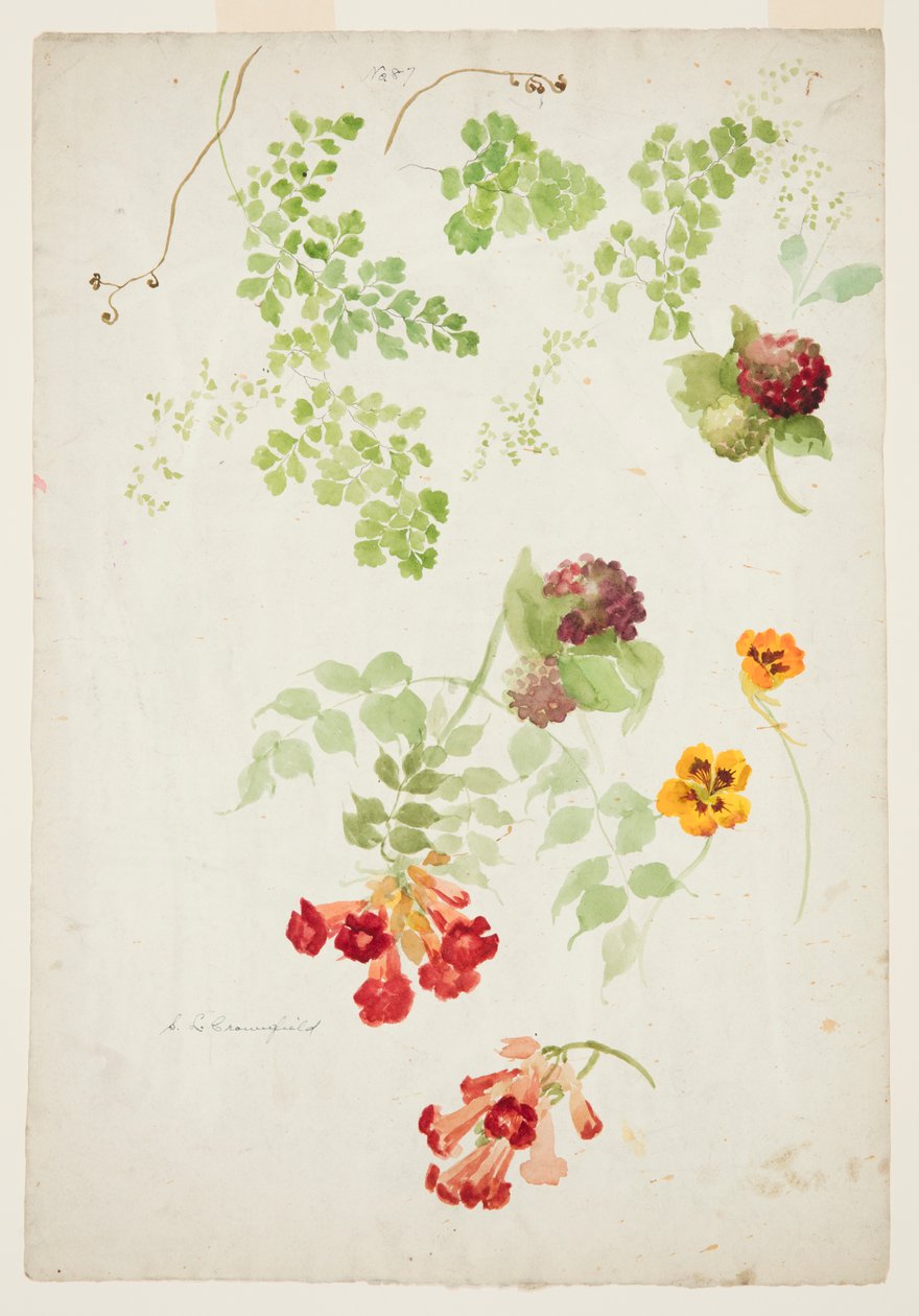 Studie af Maidenhair Fern, Trumpet Vine og Nasturtium af Sophia L. Crownfield