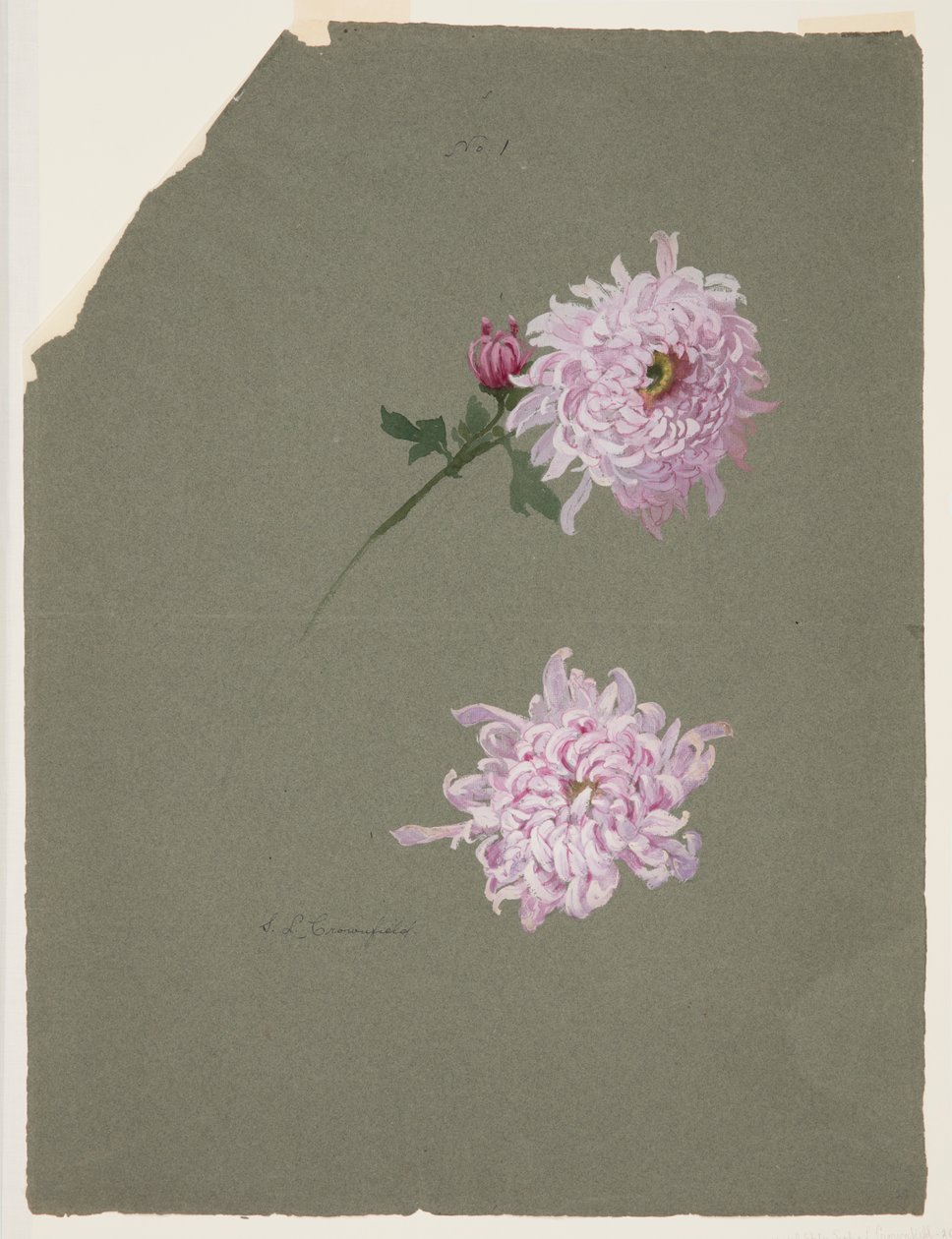 To undersøgelser af violette krysantemum af Sophia L. Crownfield