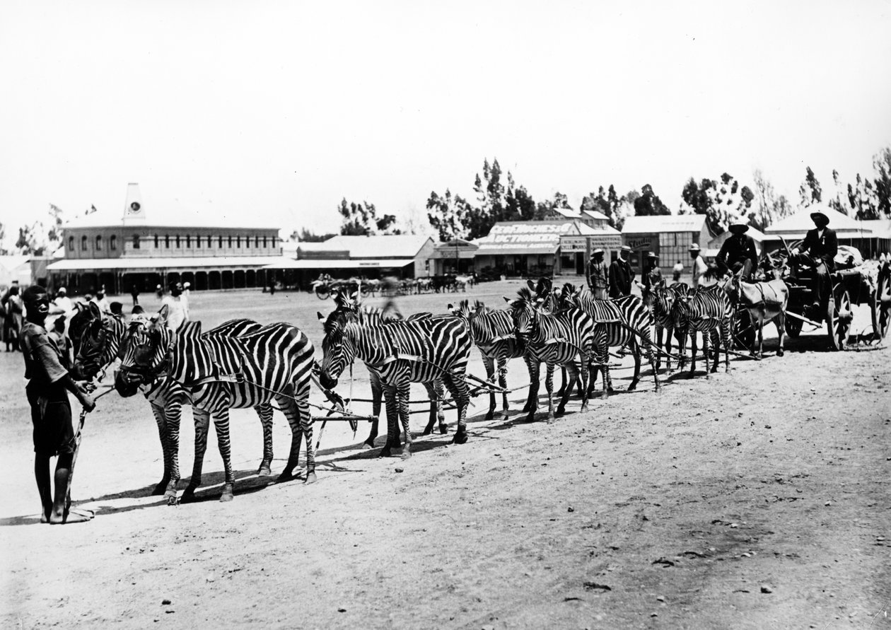 Zebra-trukket vogn, ca. 1890 af South African Photographer