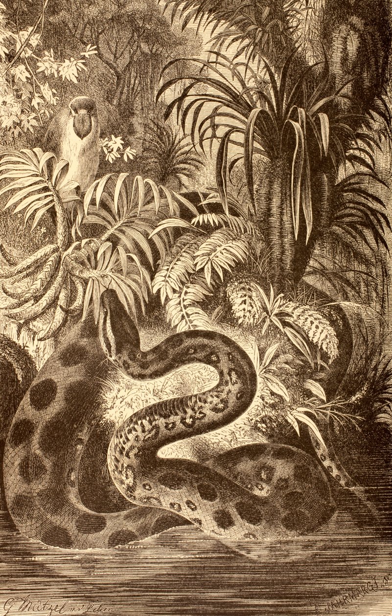 Anaconda på udkig efter bytte, fra "La Vida de los Animales", udgivet i Spanien omkring 1885 af Spanish School