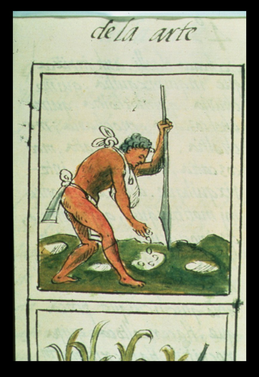 Fru Palat. 218-220 Bog IX En aztekisk mand, der planter majs, fra den 