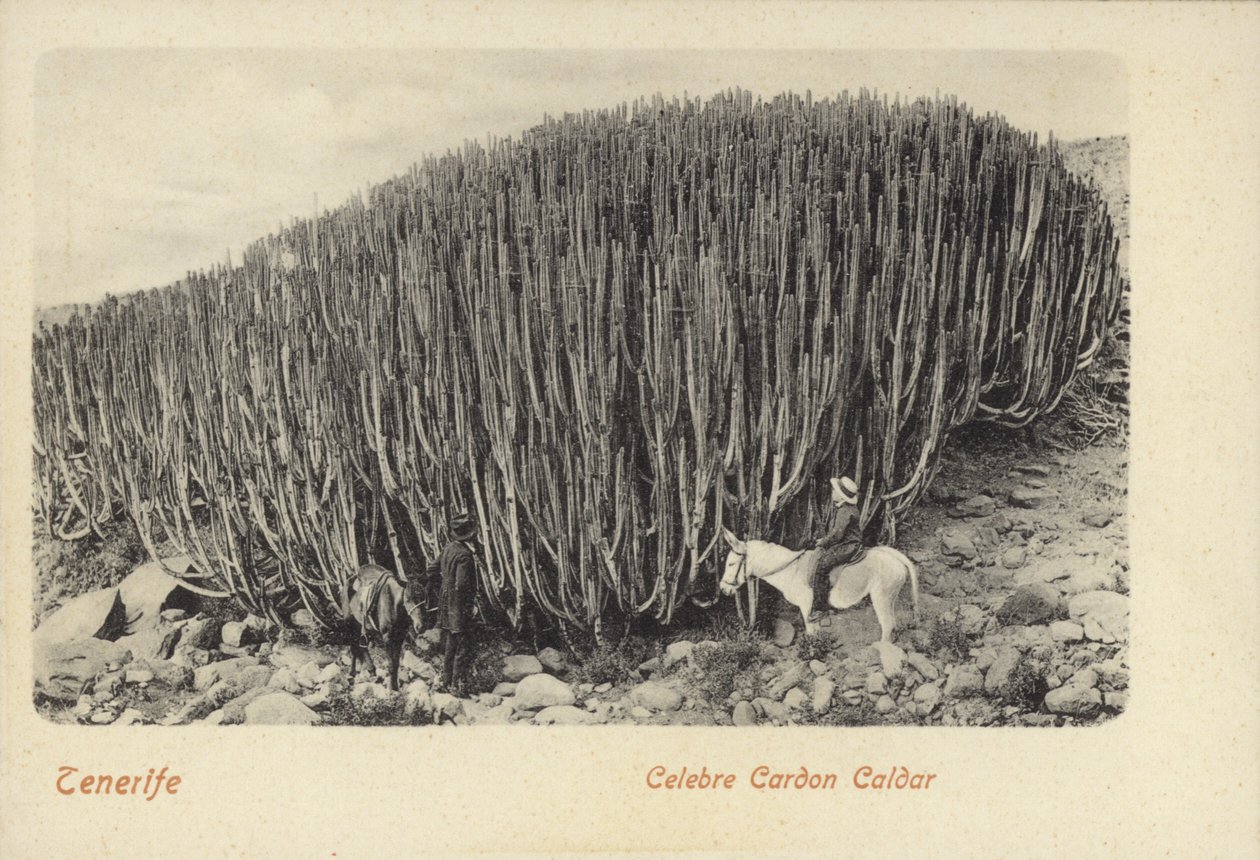 Mænd betragter den berømte kaktus ved Cardon på Tenerife (s/h-foto) af Spanish Photographer