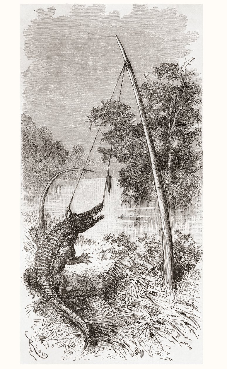 En alligatorfælde på Oyapock- eller Oiapoque-floden, som danner grænsen mellem Fransk Guyana og Brasilien af Spanish School