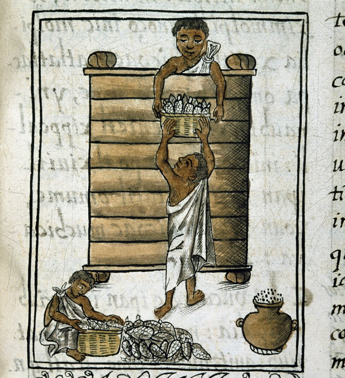 Codex om erobringen af Mexico: Majshøst af Spanish School