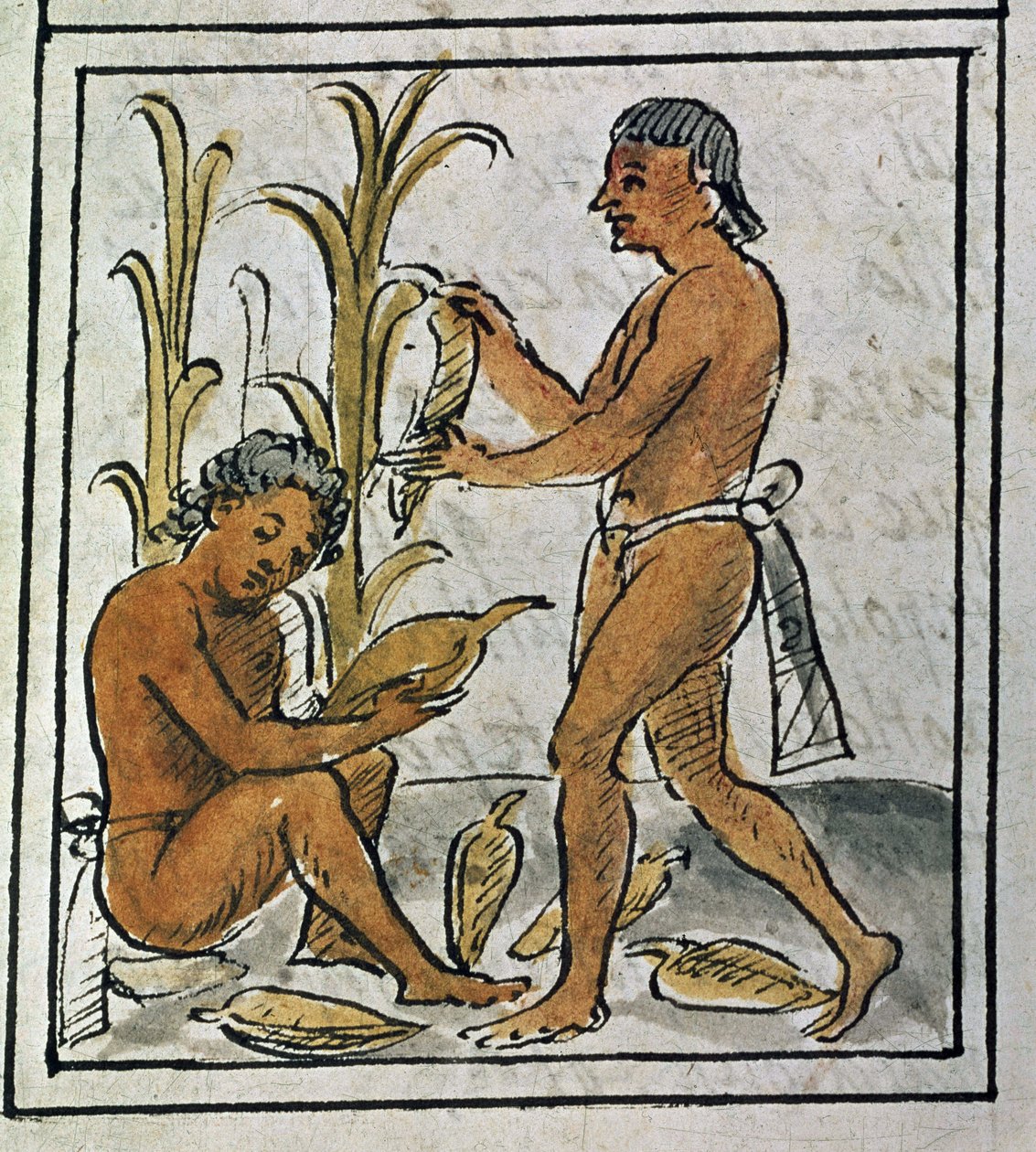 Codex om erobringen af Mexico: plukning af majs af Spanish School