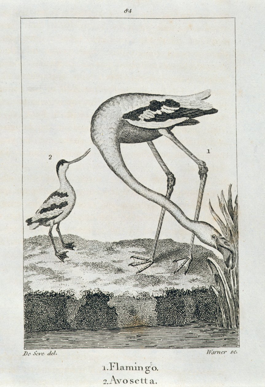 Flamingo og Avosetta, fra A History of the Earth and Animated Nature, London 1816 (kobberpladegravering) af Spanish School