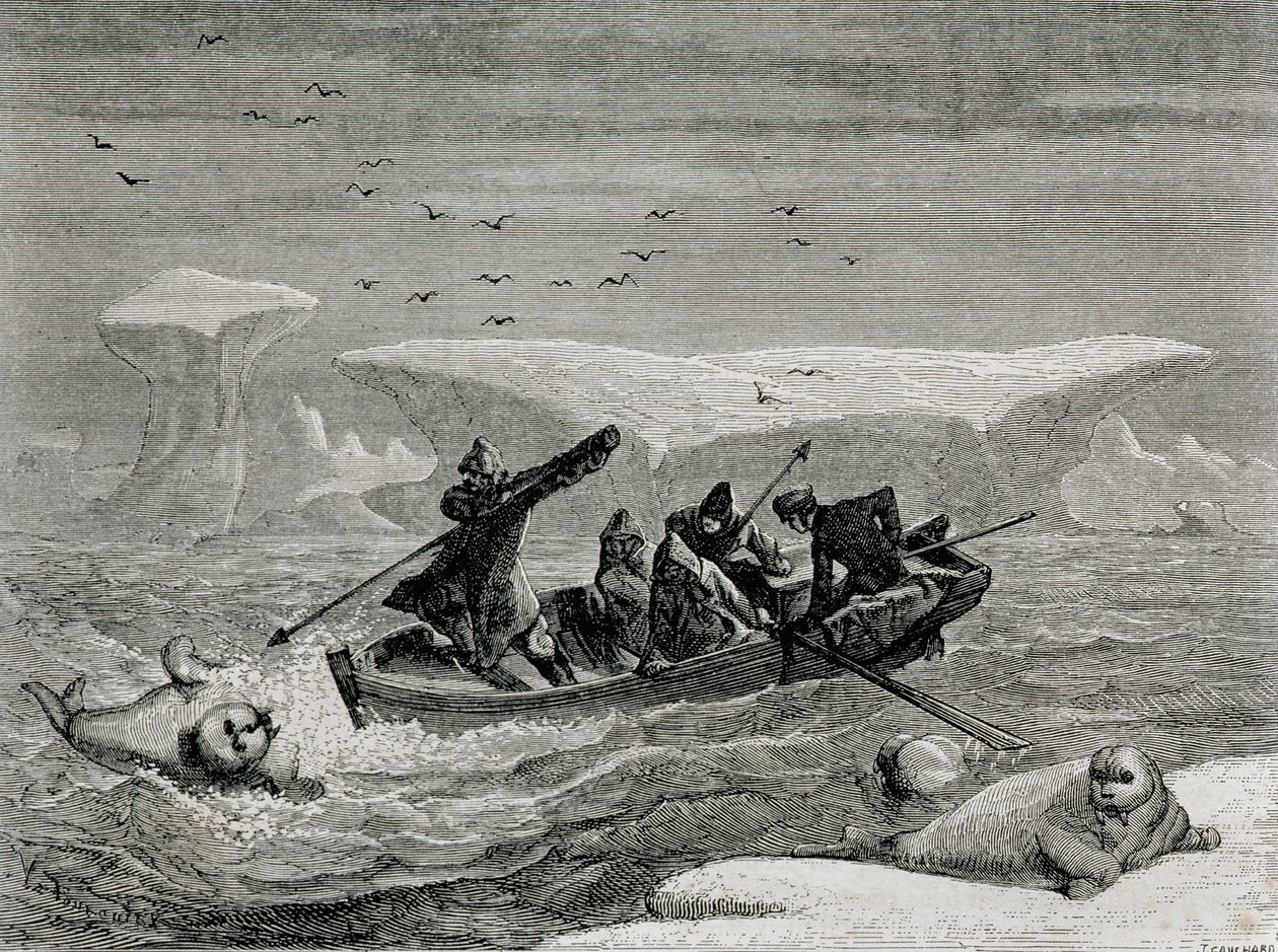 Jagt hvalros med harpuner på Spitsbergen-øerne, Svalbard-øgruppen, illustration fra 