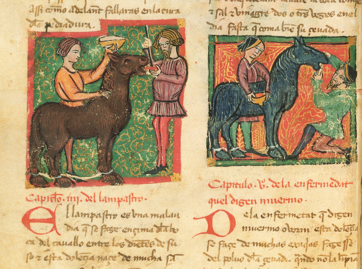 Ms 214 fol.26v Curing glossitis in a horse, fra Libro de Menescalcia y Albeyteria af Juan Alvarez, c.1390 af Spanish School