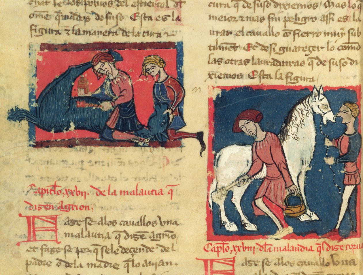Ms 214 fol.38r Behandling af en hest med skabbe, fra Libro de Menescalcia y Albeyteria af Juan Alvarez, ca. 1390 af Spanish School