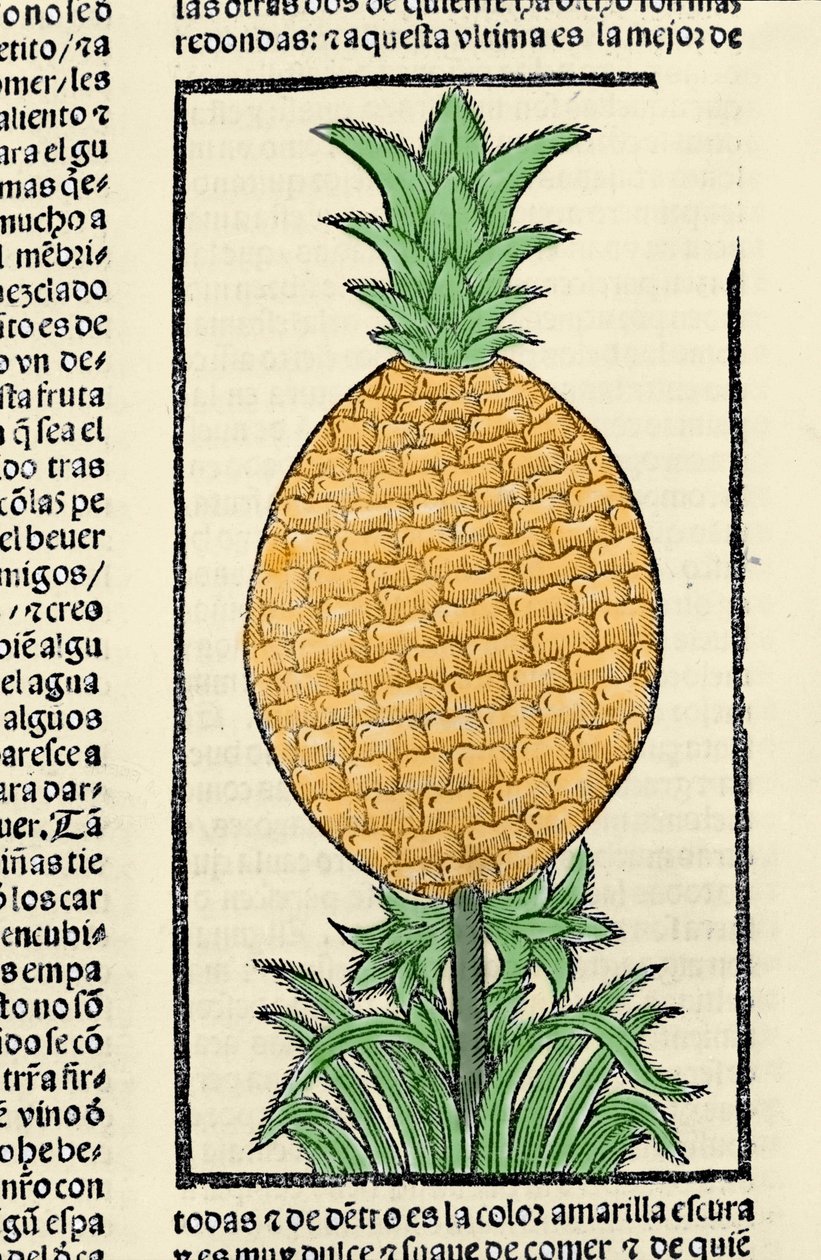 Repræsentation af en ananas. Indgravering fra bogen "General history of the Indias, islands and continent of the ocean sea"" af Gonzalo Fernandez de Oviedo (Gonzalo) eller Fernandez de, eller Hernandez de Oviedo y Valdes (1478-1557) af Spanish School