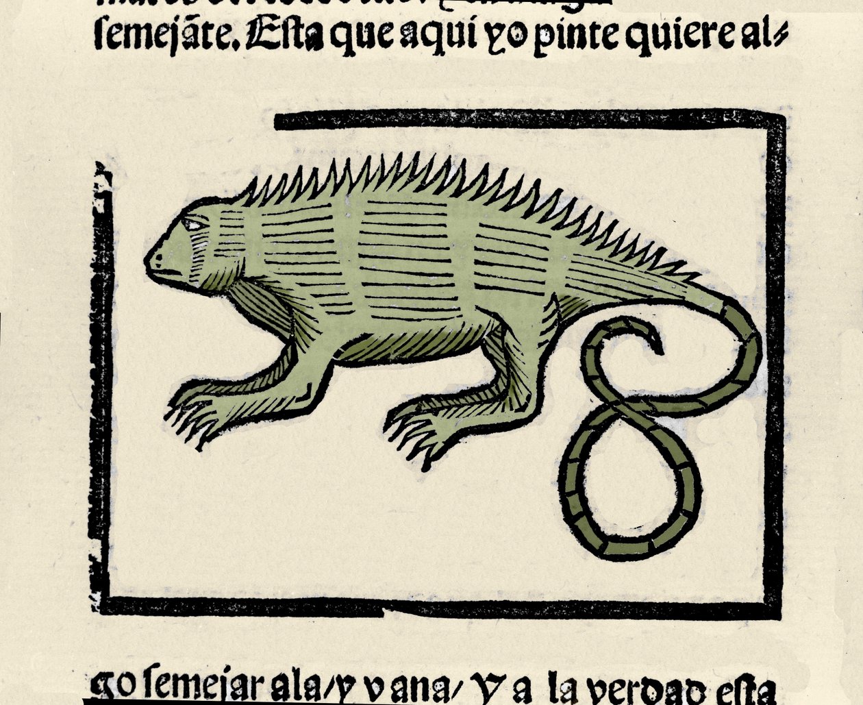 Repræsentation af en leguan. Indgravering fra bogen "General history of the Indias, islands and continent of the ocean sea"" af Gonzalo Fernandez de Oviedo (Gonzalo) eller Fernandez de, ou Hernandez de Oviedo y Valdes (1478-1557) af Spanish School