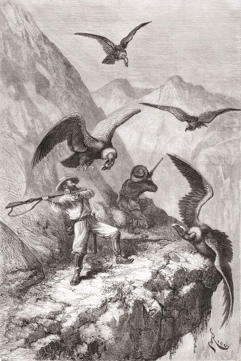 Édouard François André og ledsager blev angrebet af kondorer nær Calacali, Pichincha-provinsen, Ecuador, under hans botaniseringsekspedition ved foden af Andesbjergene i 1875-76 af Spanish School