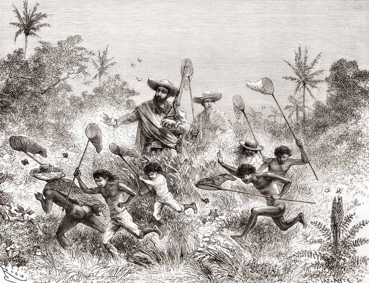 Édouard François André fanger sommerfugle i Villavicencio, Venezuela under sin botaniseringsekspedition ved foden af Andesbjergene i 1875-76 af Spanish School