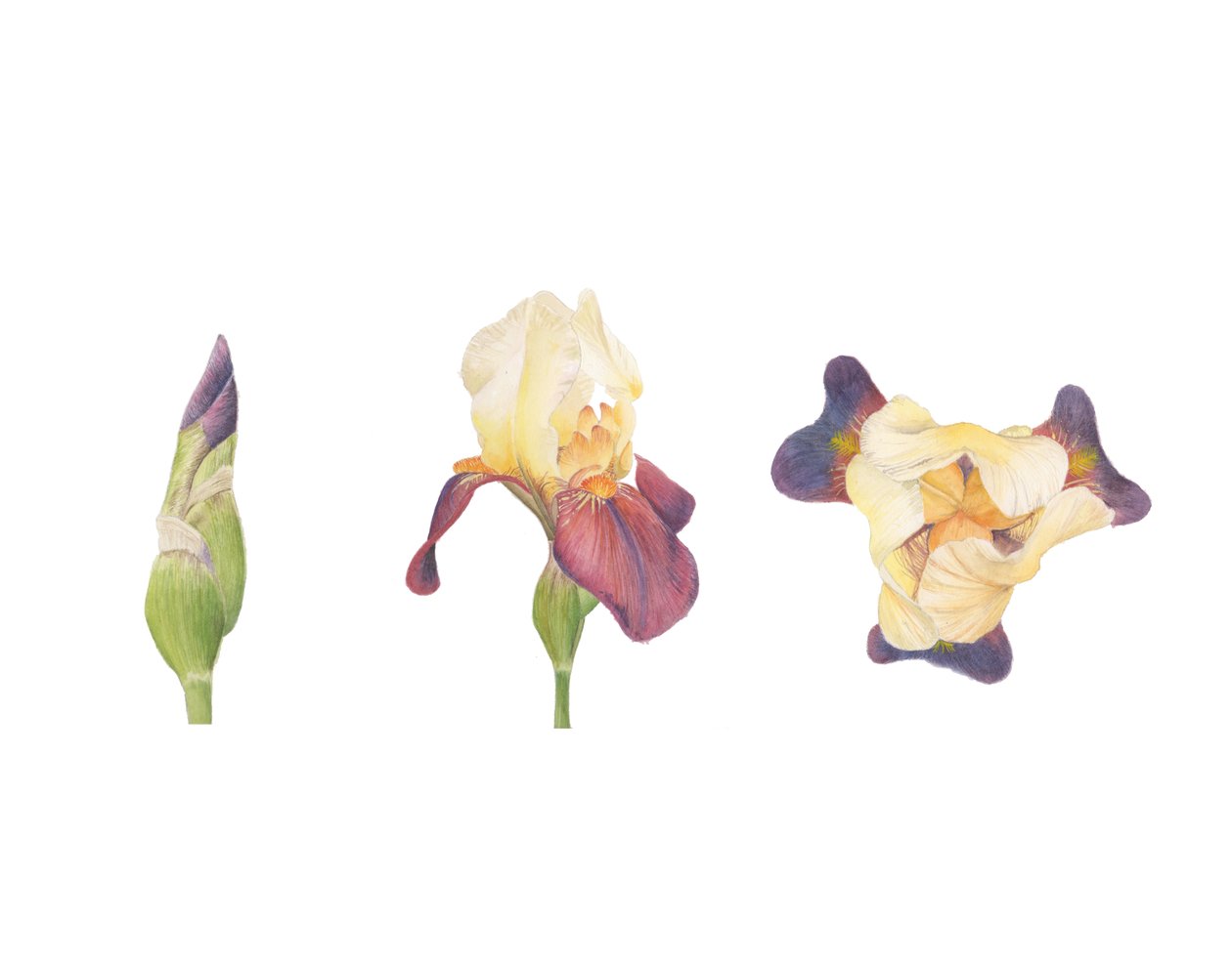 Skægget iris, 2013 (akvarel) af Stacy Hsu