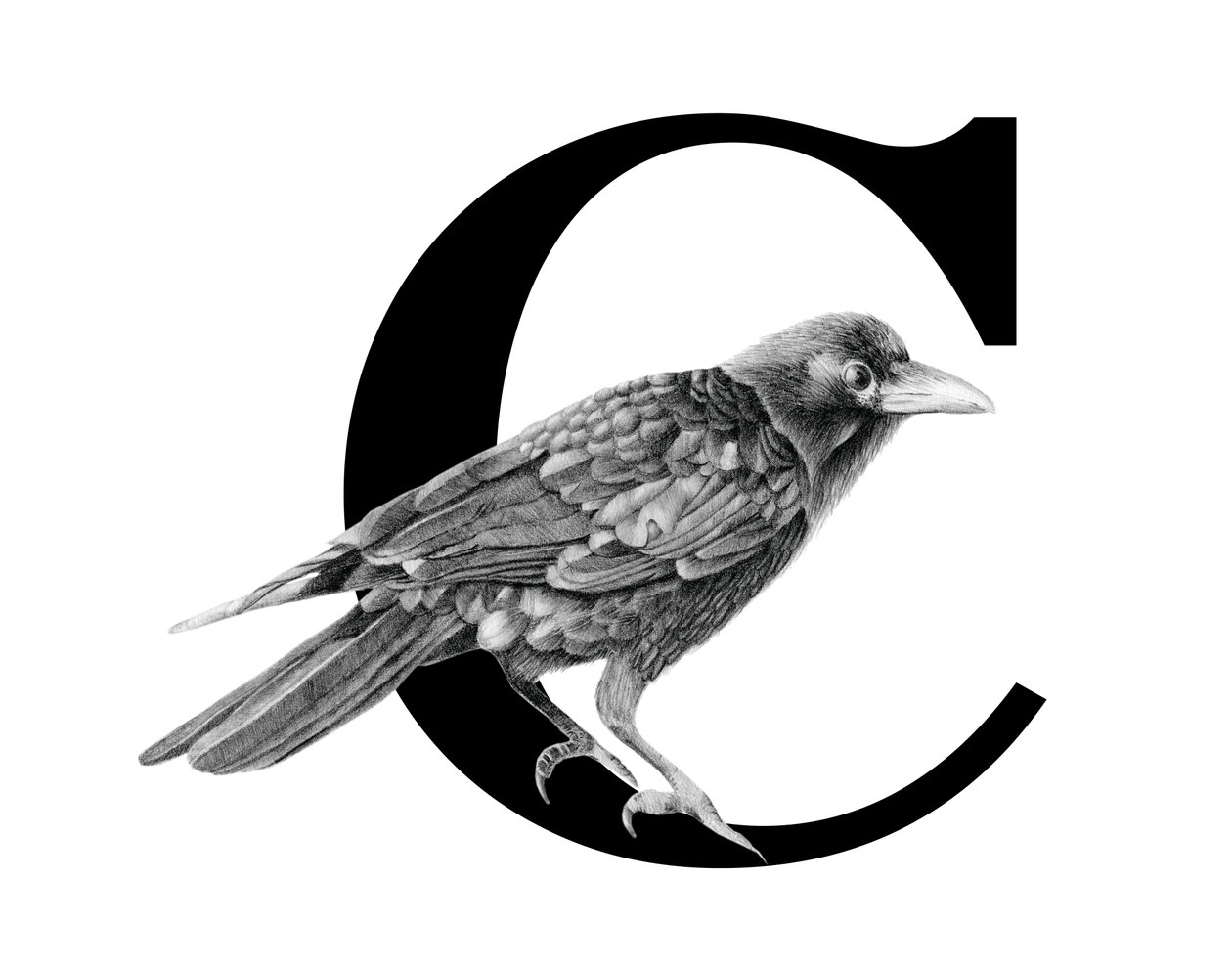 C står for Crow, 2018 (grafitblyant  digital) af Stacy Hsu
