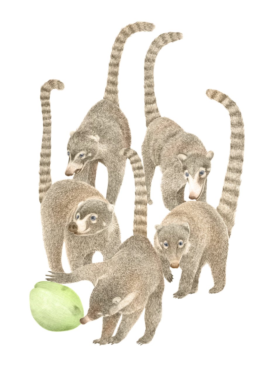 Costa Rica Coatis, 2019 (grafitblyant  digital) af Stacy Hsu
