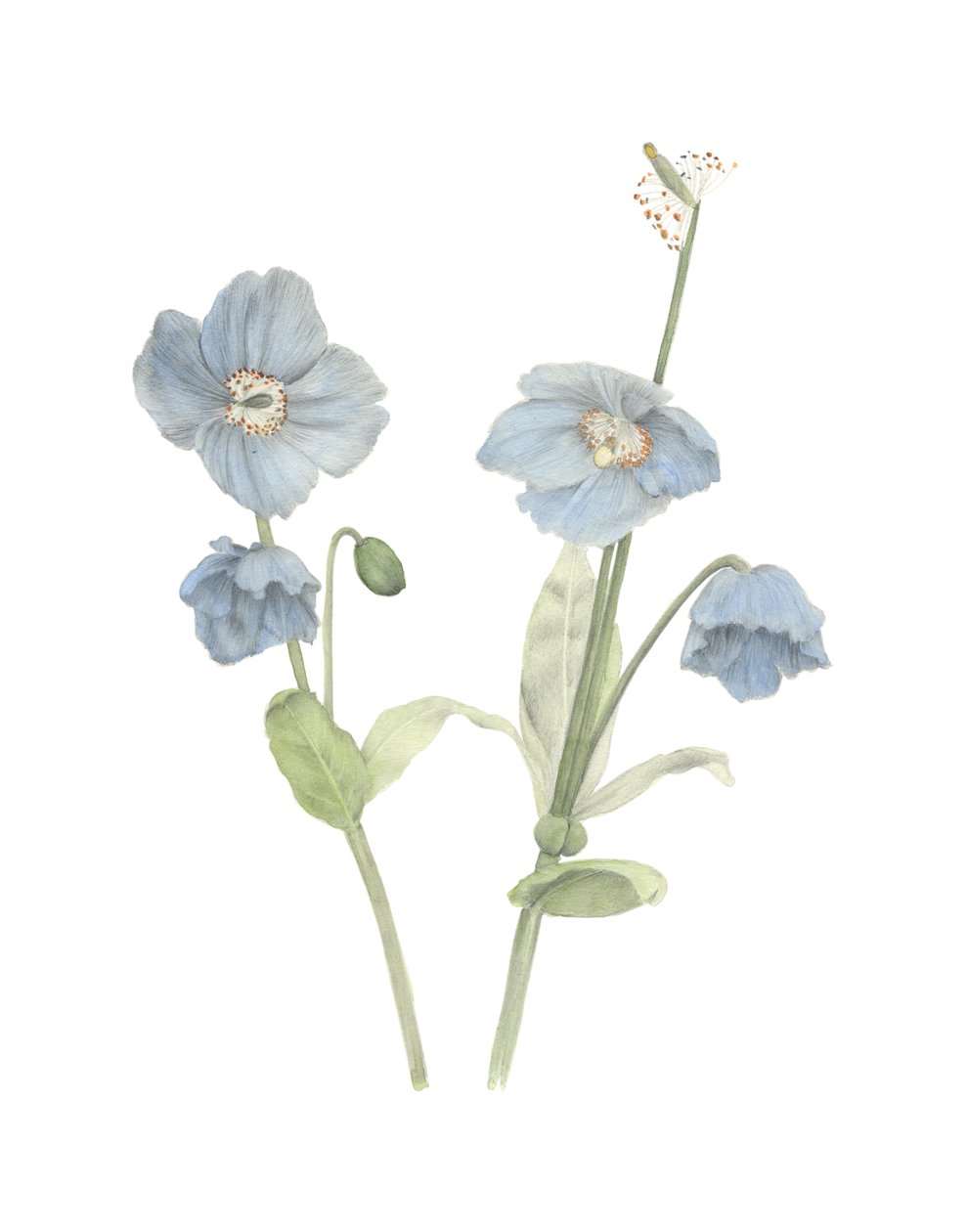 Himalayan Blue Poppy, 2018 (grafitblyant og akvarel) af Stacy Hsu
