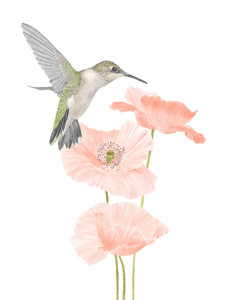 Hummingbird Garden, 2020 (grafitblyant  digital) af Stacy Hsu