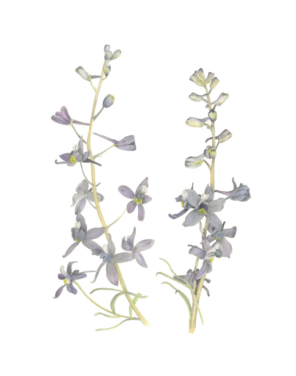 Larkspur, 2018 (grafitblyant  akvarel) af Stacy Hsu