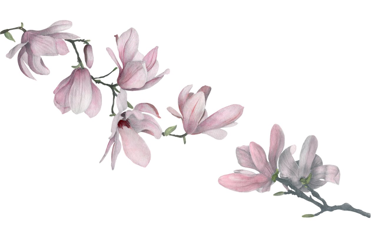 Magnolia, 2015 (grafitblyant  akvarel) af Stacy Hsu