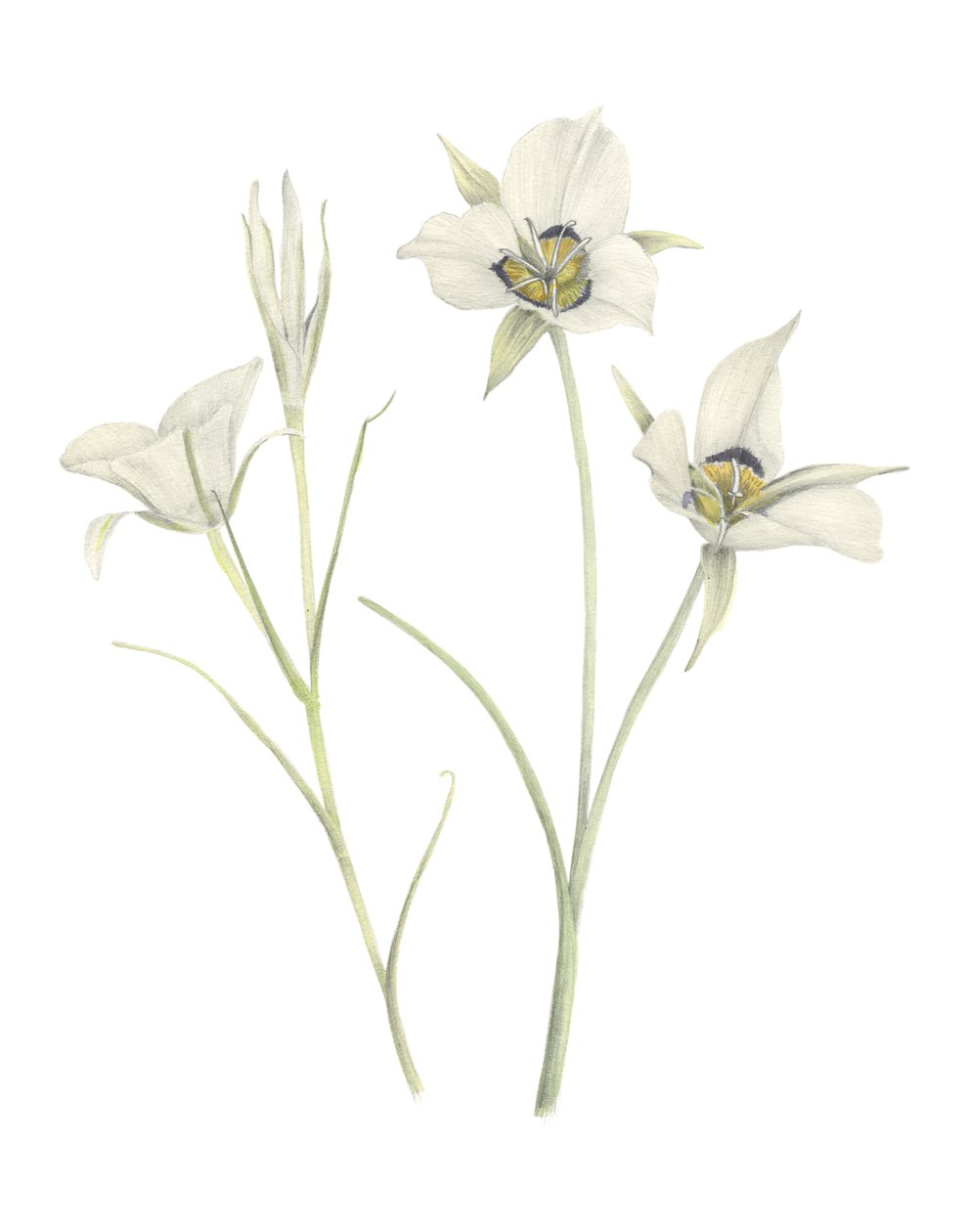 Mariposa Lily, 2018 (grafitblyant  akvarel) af Stacy Hsu