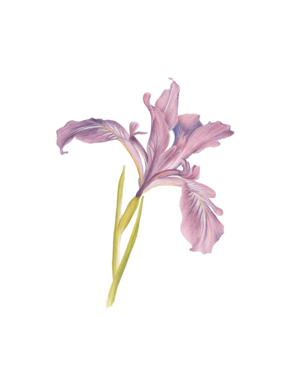 Portræt af en iris, 2013 (akvarel) af Stacy Hsu
