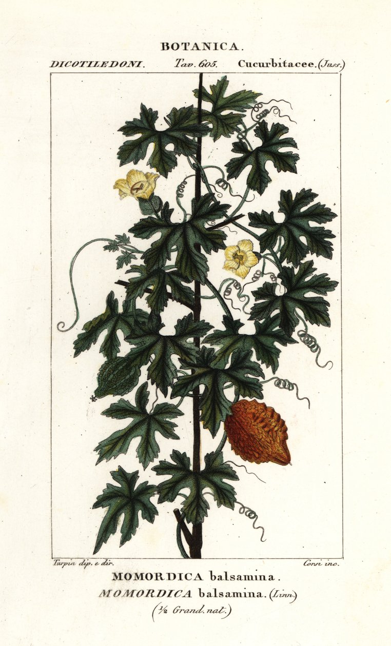 Afrikansk agurk, Momordica balsamina af Stanghi Stanghi