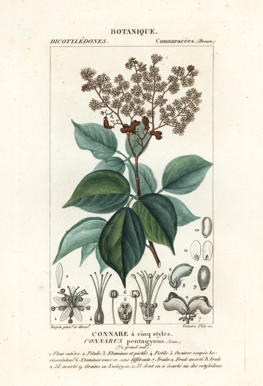 Agelaea pentagyna af Stanghi Stanghi