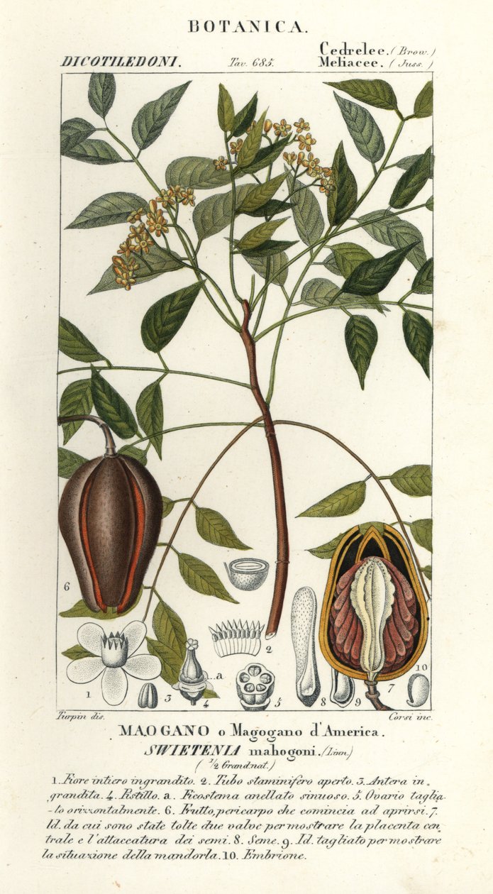 Amerikansk mahogni, Swietenia mahagoni af Stanghi Stanghi