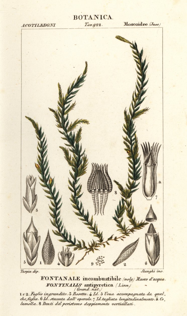 Antifever fontinalis mos, Fontinalis antipyretica af Stanghi Stanghi