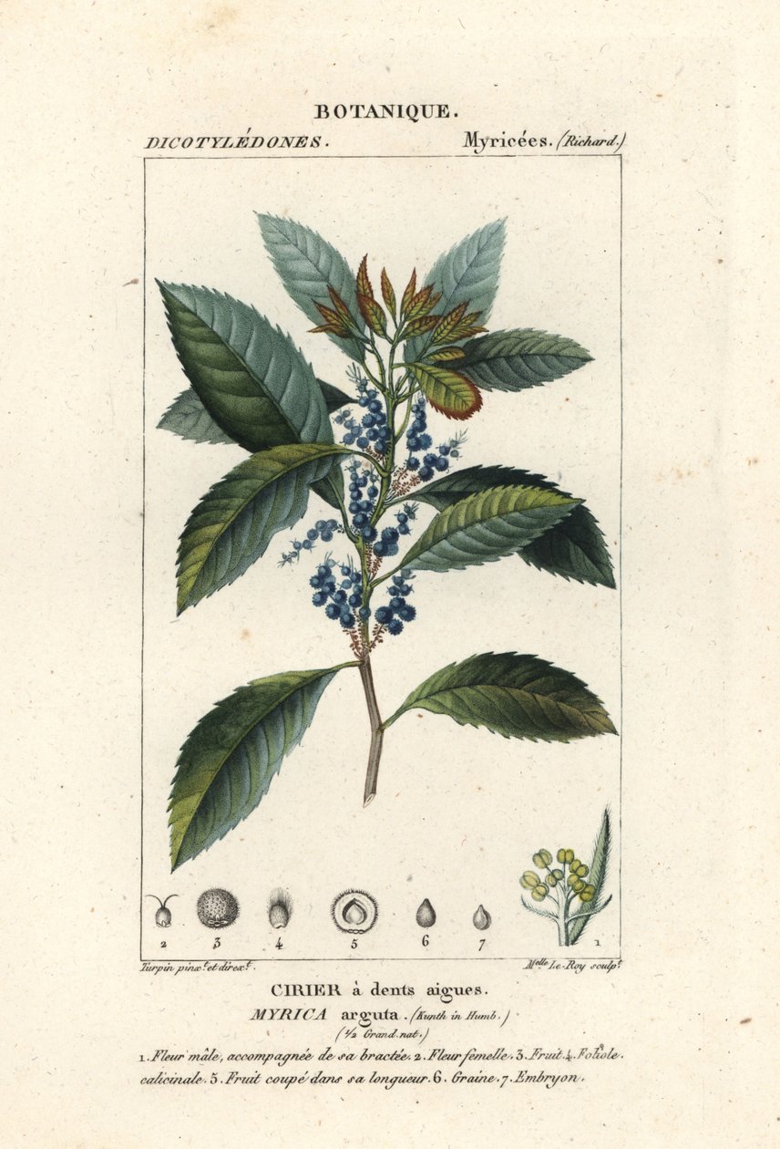 Bayberry, Morella pubescens af Stanghi Stanghi