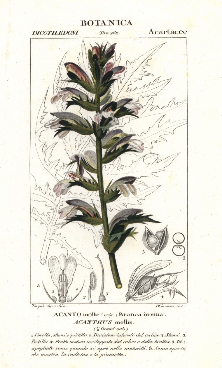 Bjørnebukser eller havdok, Acanthus mollis af Stanghi Stanghi