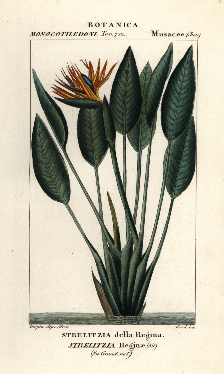 Paradisfugl, Strelitzia reginae af Stanghi Stanghi