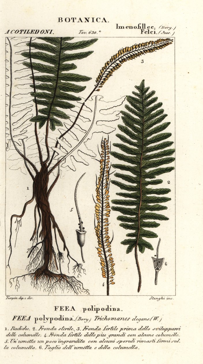 Børstebregne, Trichomanes elegans af Stanghi Stanghi