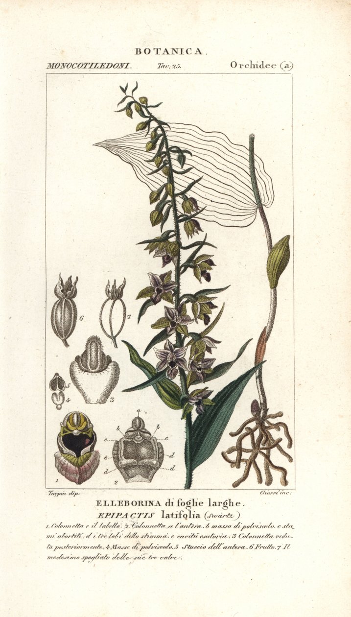 Bredbladet helleborinorkidé, Epipactis helleborine af Stanghi Stanghi