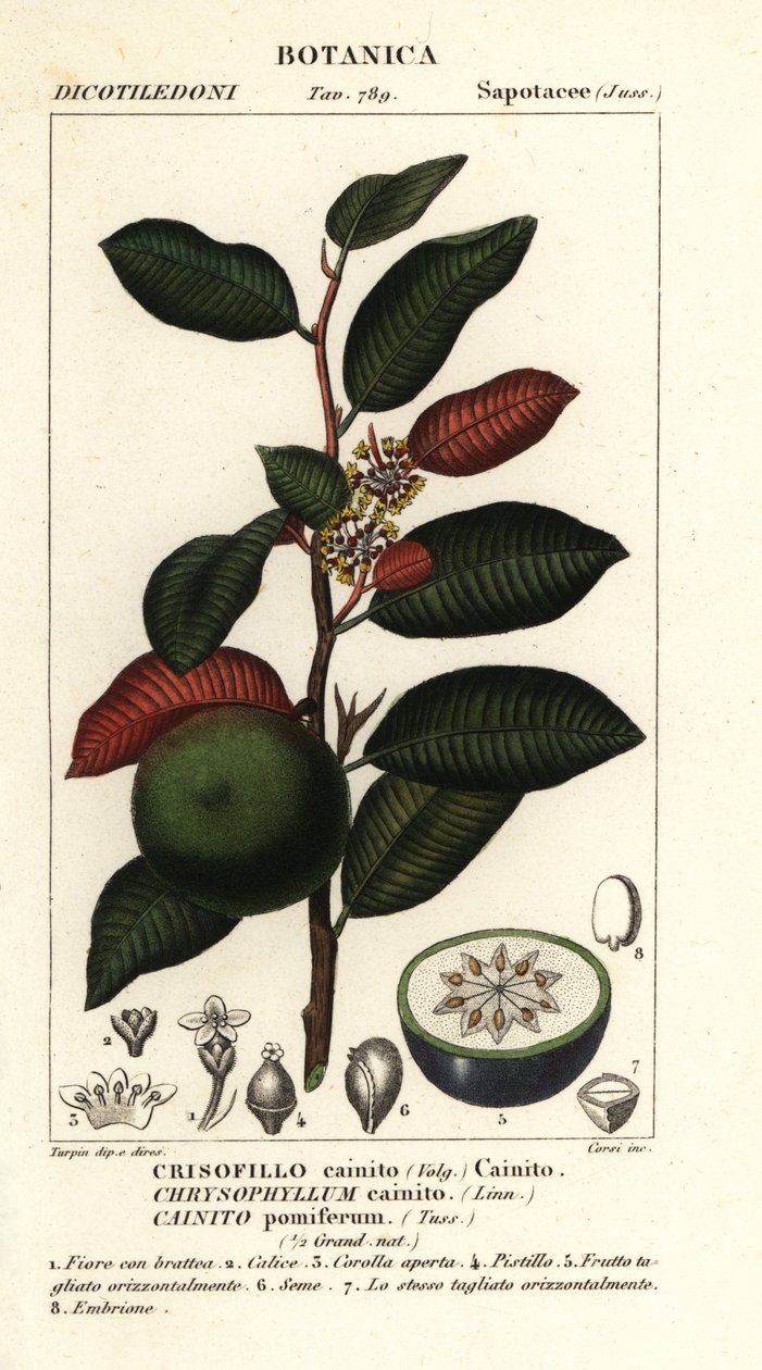 Cainite, Chrysophyllum cainite af Stanghi Stanghi