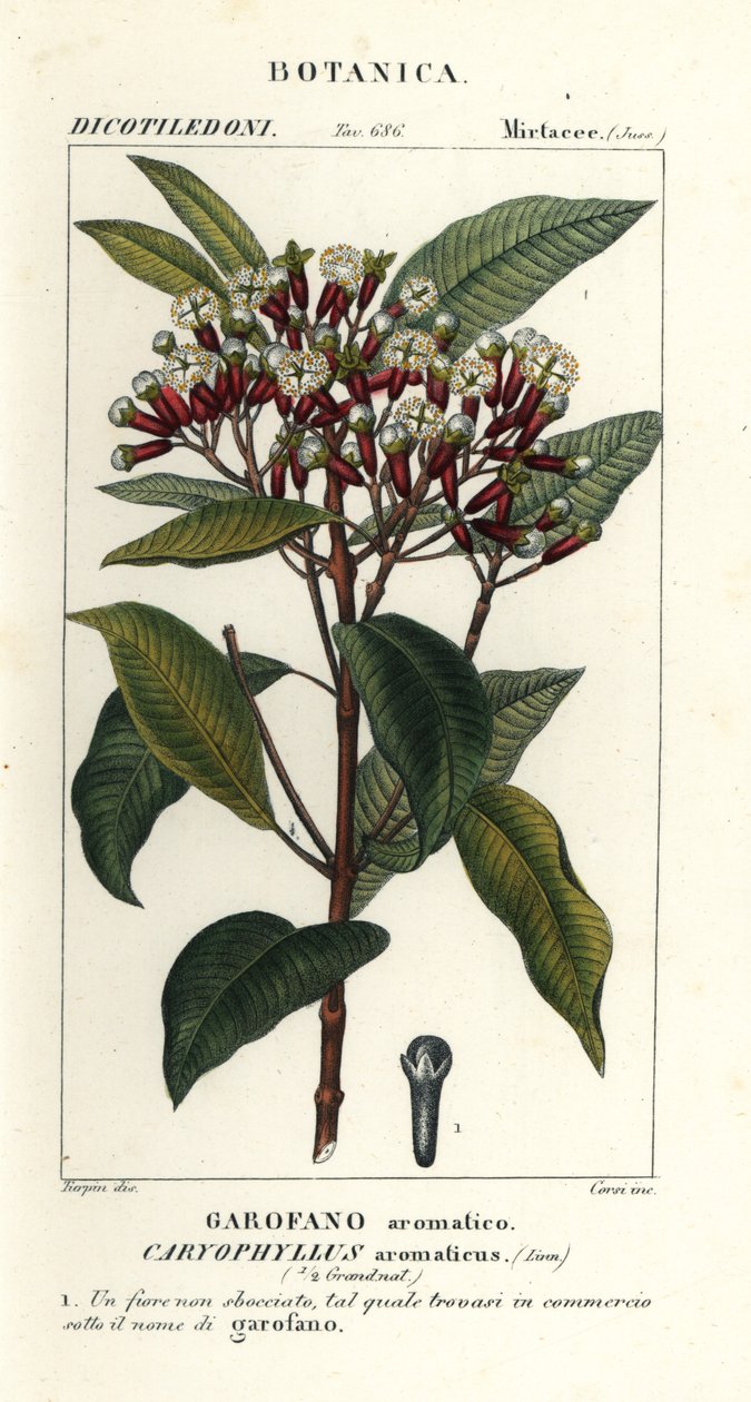 Nellike, Syzygium aromaticum af Stanghi Stanghi