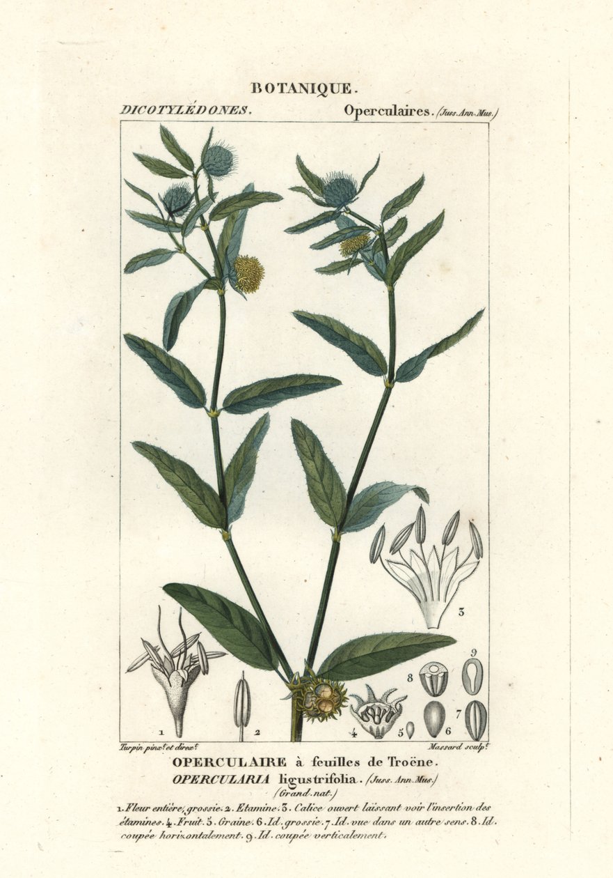 Grov stinkkrudt, Opercularia aspera af Stanghi Stanghi