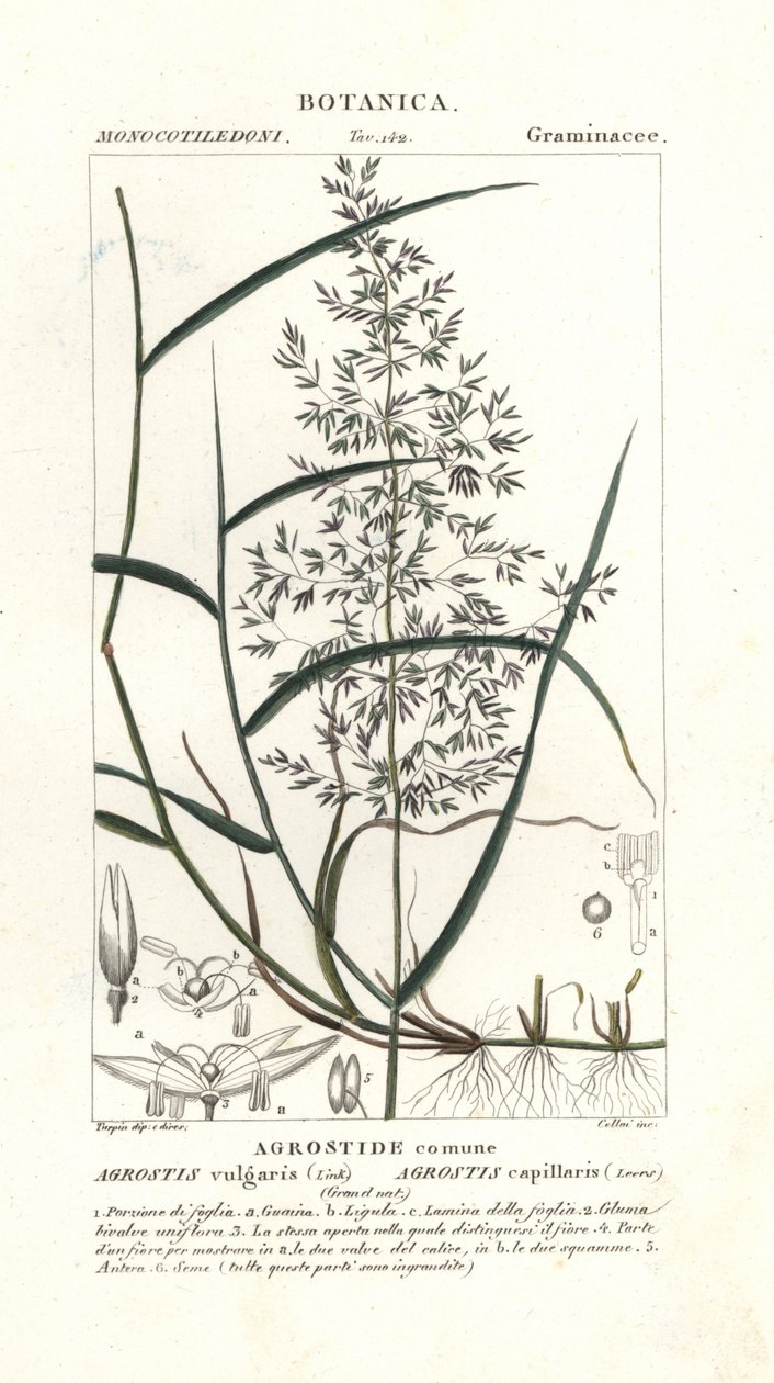 Almindelig bøjet, Agrostis capillaris af Stanghi Stanghi