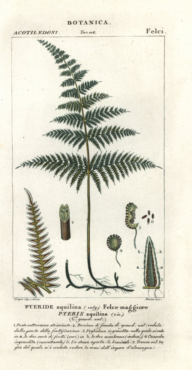 Almindelig brakke eller bremse, Pteridium aquilinum af Stanghi Stanghi
