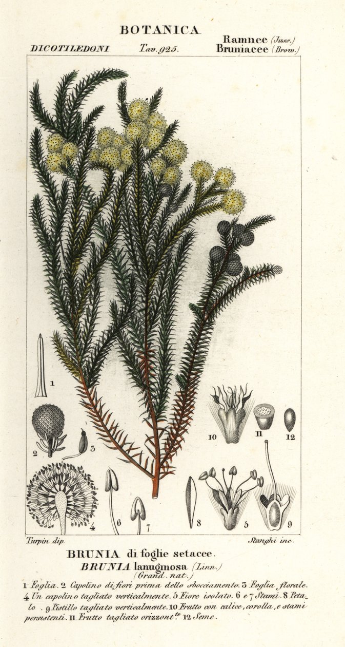 Almindelig bomuldsbusk, Berzelia lanuginosa af Stanghi Stanghi